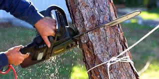 How Our Tree Care Process Works  in  Kennett Square, PA